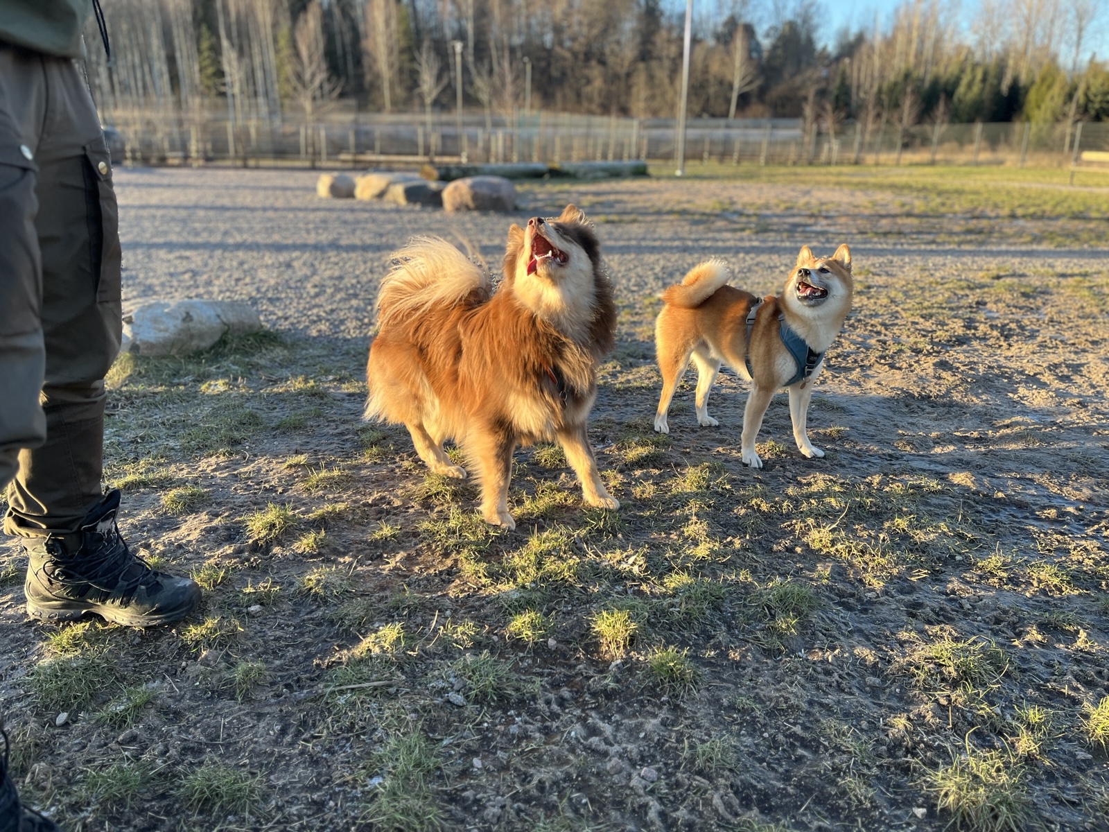Dogs playing in the dog park.